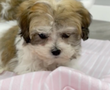 Havachon Puppies For Sale Fairfield Furbabies